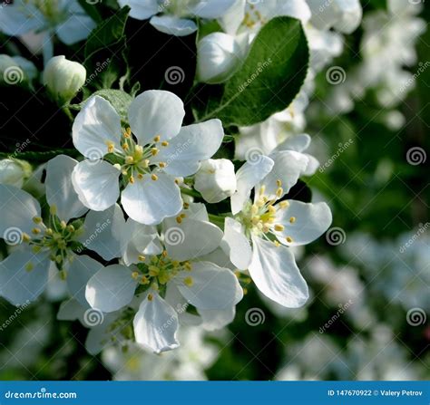 Flores De Floresc Ncia Em Uma Rvore De Apple Macro Foto De Stock