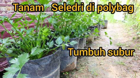 Cara Menanam Seledri Daun Sop Di Polybag Agar Tumbuh Subur Youtube