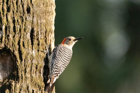 Amazing Woodpeckers In Illinois Id Guide With Photos