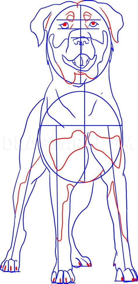 How To Draw A Rottweiler, Step by Step, Drawing Guide, by Dawn | Dog ...