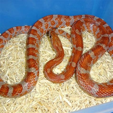 Hypo Bloodred Corn Snake