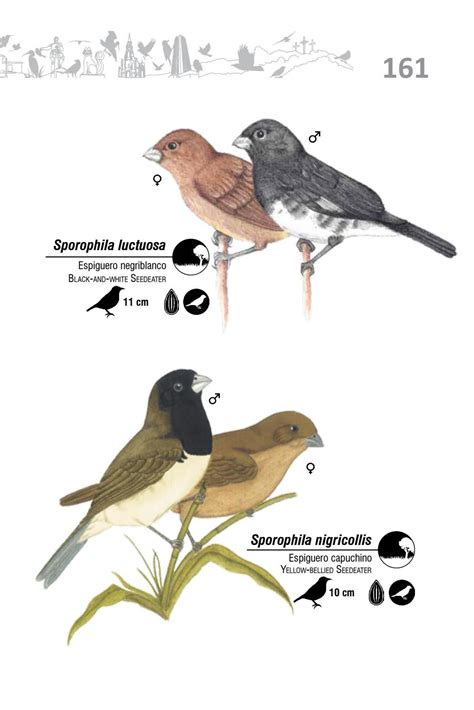 Guía ilustrada de las aves de Santiago de Cali by Naturaleza Creativa