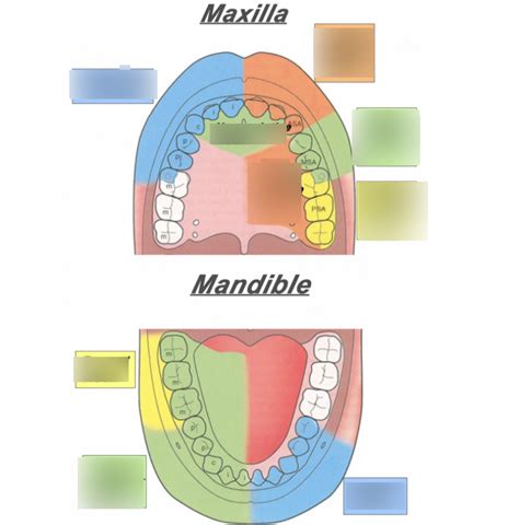 Injection Sites Diagram Quizlet