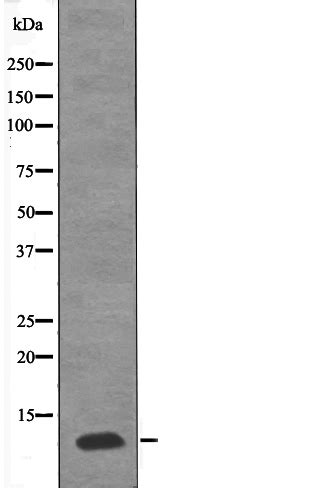 Pde G Phospho Thr Antibody Sab Signalway Antibody