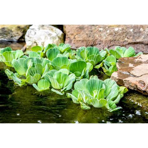 Sg Ready Stock Water Lettuce Pistia Stratiotes Floating Water Plant