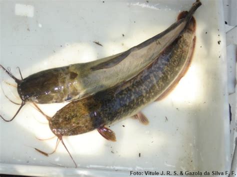 Bagre Africano Clarias Gariepinus Aquarismo Paulista