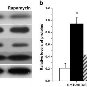 Rapamycin Treatment Reduces Inflammatory Cell Infiltration In Eae Mice