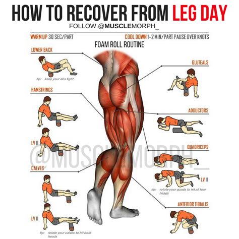 How To Recover From Leg Day Foam Roll Routine Exercise Musclemorph