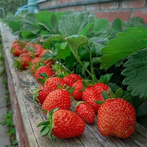 Jual Bibit Strawberry Jumbo Manis Shopee Indonesia