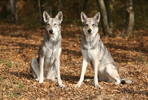 Principales Diferencias Entre Perros Y Lobos Nubika