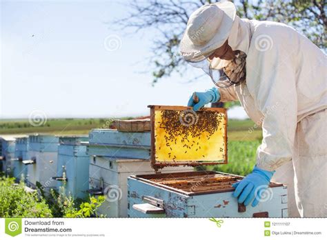 L Apiculteur Travaille Avec Des Abeilles Et Des Ruches Sur Le Rucher