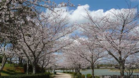 駕与丁公園の桜 福岡糟屋郡粕屋町 福岡発九州観光ガイド 福岡発 九州観光ガイド