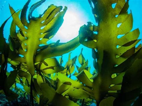 Rumput Laut, Telisik Manfaatnya Bagi Lingkungan dan Kesehatan Manusia