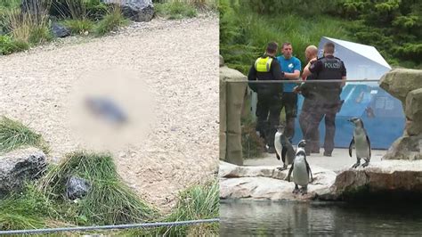 Schrecklicher Fund Pinguin im Zoo Rostock geköpft Polizei sucht Tier