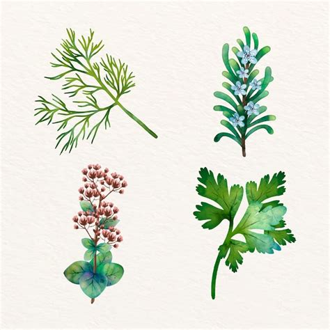 Premium Vector Watercolor Herbs Illustration Collection Illustration