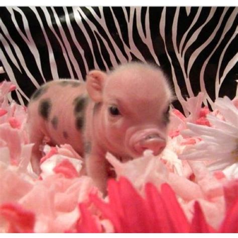 This Is The Exact Color And Size I Want My Micro Mini Piggy To Be