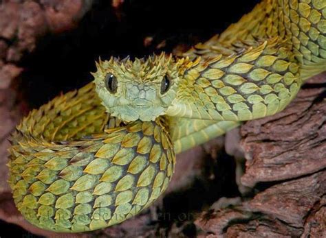 V Bora Espinhosa Do Arbusto Spiny Bush Viper Atheris Hispida