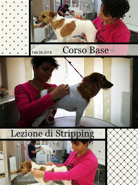 Corsi Di Toelettatura Professionale Newdog Beauty Center