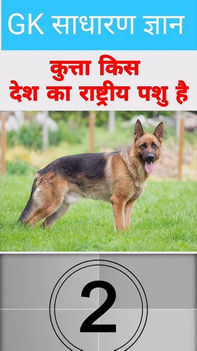 कुत्ता किस देश का राष्ट्रीय पशु है 🐕 Kutta Kis Desh Ka Rastiya Pashu