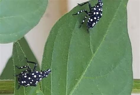 Spotted Lanternfly Nymphs in Pennsylvania - What's That Bug?