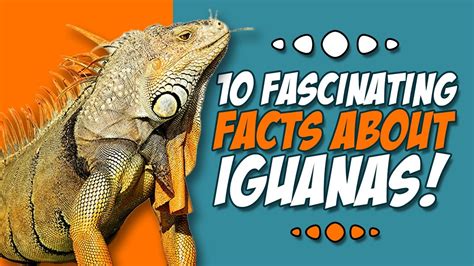 10 Fascinating Facts About Iguanas Iguana Facts Youtube