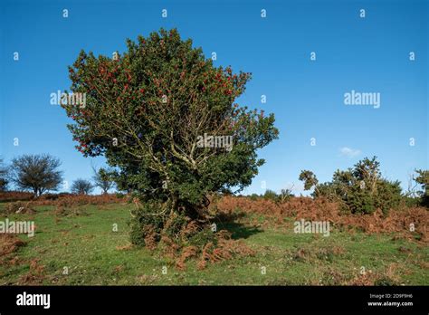 Holly Tree Hi Res Stock Photography And Images Alamy