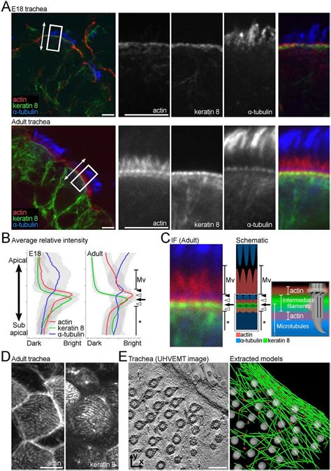 Spatial Pattern And Temporal Changes In The Apical Cytoskeletal