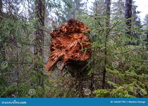 Old Broken Tree Trunk Stump Covered With Moss In Wet Forest Stock Photo