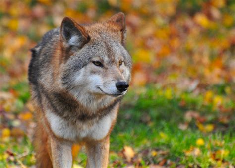 Wolf Photo Close Up Image Free Stock Photo Public Domain Photo