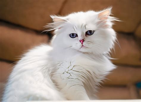 Premium Ai Image Photo Of A Cute White Cat Generative Ai