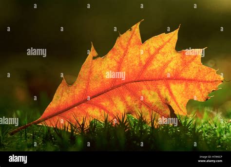 Northern Red Oak Quercus Rubra Fallen Leaf In Autumn North America