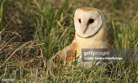 47 Swooping Owl Stock Photos High Res Pictures And Images Getty Images