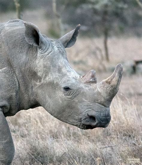 Head Of Large White Rhino SweetWater Stock Image Image Of Closeup