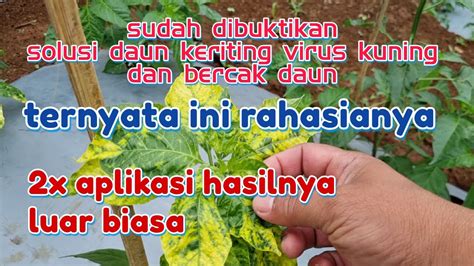 TERBUKTI 100 CARA MENGATASI DAUN KERITING DAN VIRUS KUNING PADA CABAI