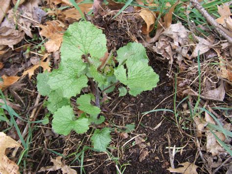 Garlic Mustard – Wisconsin Horticulture