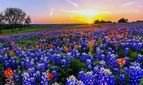 Solve Wildflower Field Of Texas Bluebonnets And Other Varieities Jigsaw