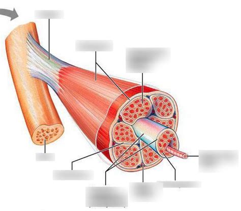 Gross Muscle Anatomy Diagram Quizlet