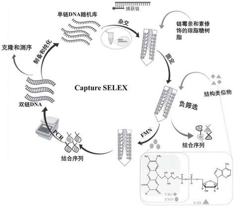 黄素单核苷酸的核酸适配体、其筛选方法及应用