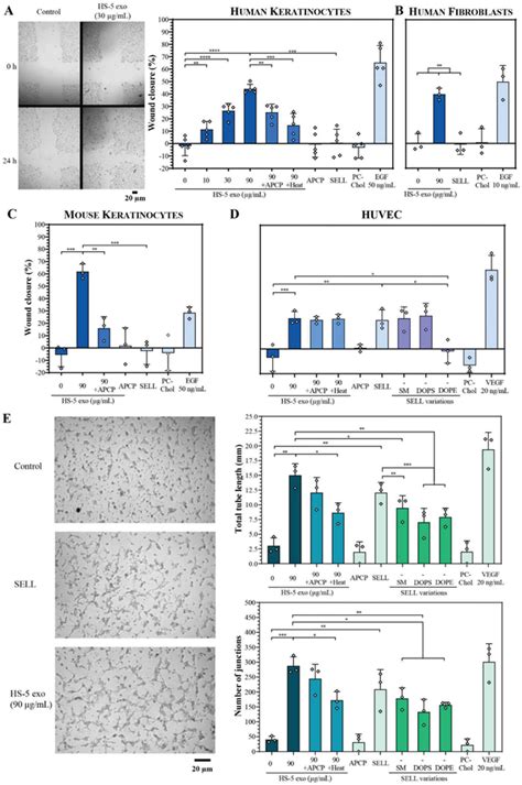 Purified Hs‐5 Exosomes Promote Scratch Wound Closure And Endothelial Download Scientific