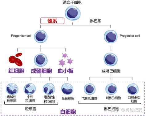 记住所有FDA生物药 靶CD33 ADC Gemtuzumab ozogamicin 奥加吉妥珠单抗 急性髓系白血病 知乎