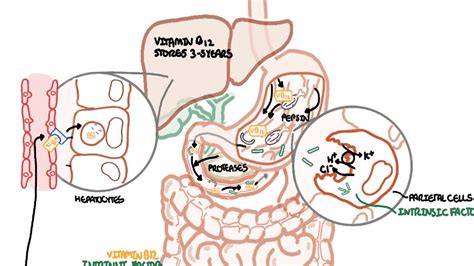 Understanding Vitamin B12 Metabolism Youtube