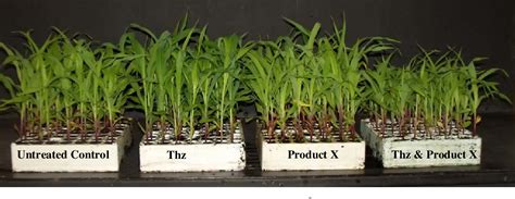 Pdf Negative Effect Of Three Commonly Used Seed Treatment Chemicals