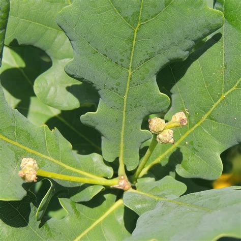 Stieleiche Quercus Robur Zulauf Gartencenter