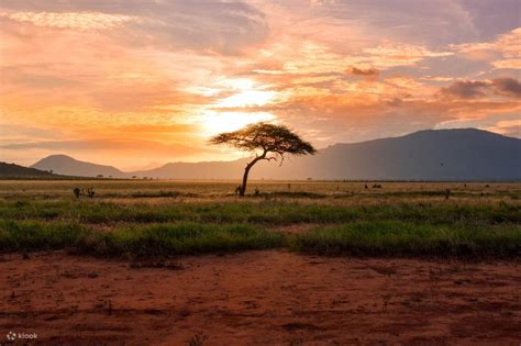 Baluran National Park Safari Day Tour by Dialoog Banyuwangi - Klook India