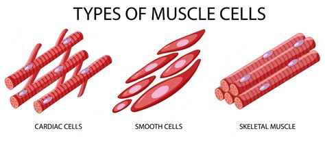 Skeletal Muscle Tissue Labeled Diagram