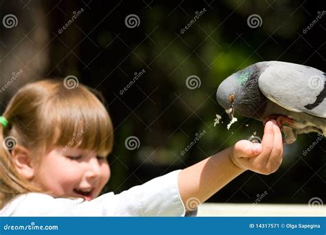 Feeding Pigeon Stock Image Image Of Girl Food Caucasian 14317571