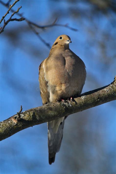 Gorgeous Mourning Dove On Branch Ii Zenaida Macroura Stock Photo