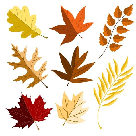 Premium Vector Autumn Leaves Set Isolated On White Background