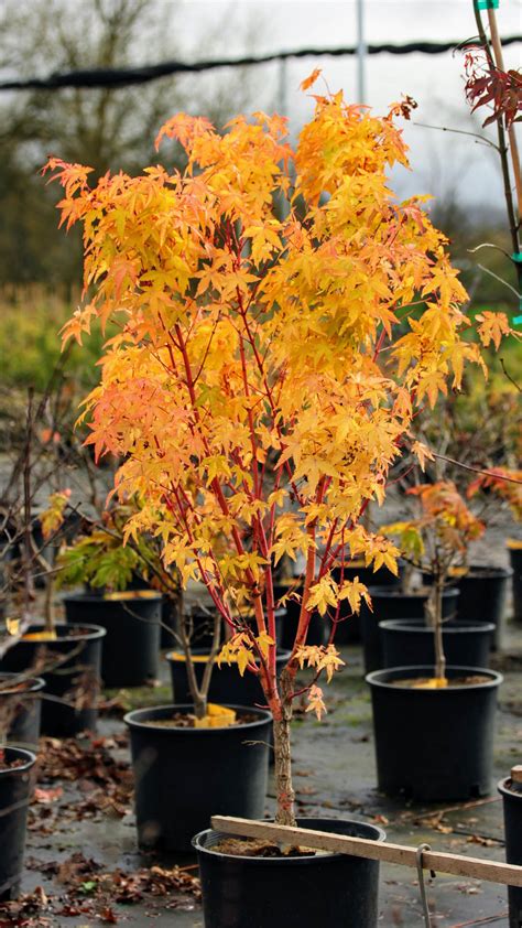 Acer Palmatum Bihou Japanese Maple Conifer Kingdom