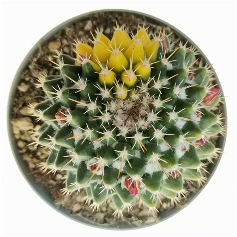 Mammillaria Melanocentra F Variegata 14 Cm Cactaceae Giromagi